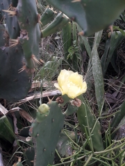 Opuntia dillenii