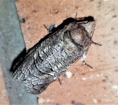 Macrocyttara expressa