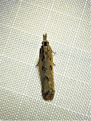 Dichomeris ligulella