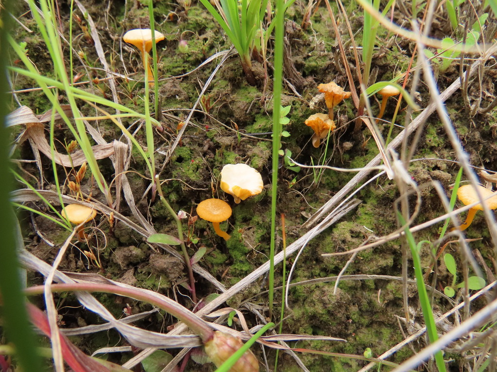 Lichenomphalia chromacea · November 2025 · photo: © cygnet (iNaturalist, cc-by)