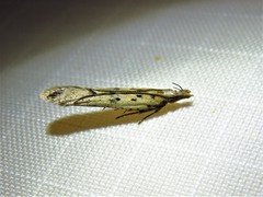 Dichomeris ligulella