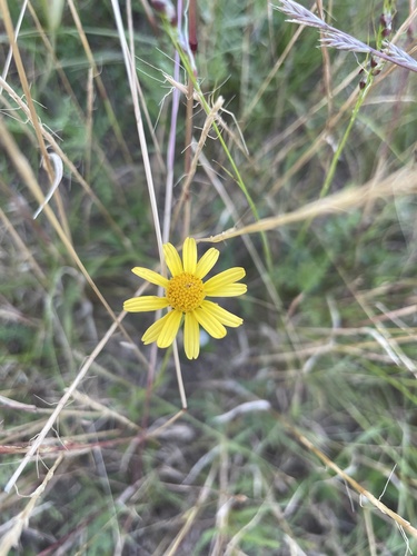 Acmella decumbens, photograph 3