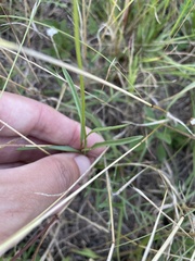 Acmella decumbens, photograph (c) cactusauria, some rights reserved (CC BY)
