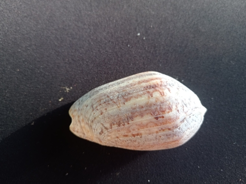 Oliva incrassata, 2025-11-22