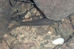 Speckled Rivulus photo 2
