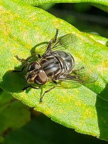 Unknown species found near Clinton, TN 37716, USA