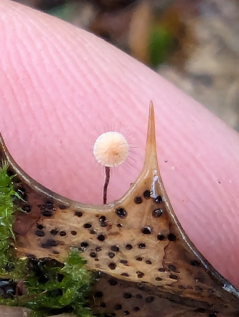 Marasmius hudsonii · November 2025 · photo: © pilmar (iNaturalist, cc0)