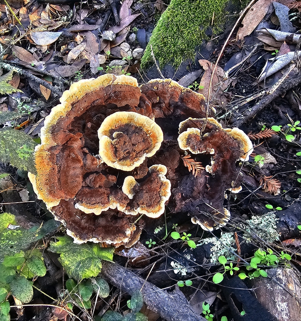 Phaeolus hispidoides · November 2025 · photo: © isaac_krone (iNaturalist, cc-by)