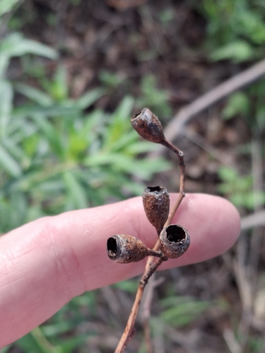 Ironbark (Eucalyptus dura)