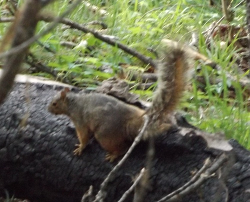 Sciurus nayaritensis