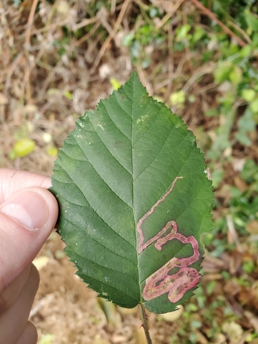 Unknown species found near Olympia, WA 98506, USA