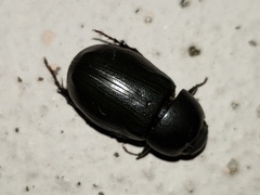 Dyscinetus morator