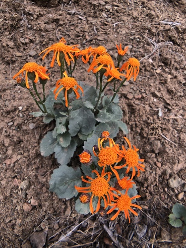 flame ragwort (Packera greenei)