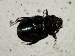 Dyscinetus morator