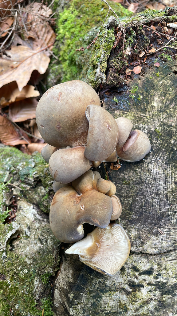 Sarcomyxa serotina · November 2025 · photo: © mnerrie (iNaturalist, cc-by)