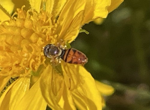 Unknown species found near North Carolina Aquariums, Manteo, NC, US