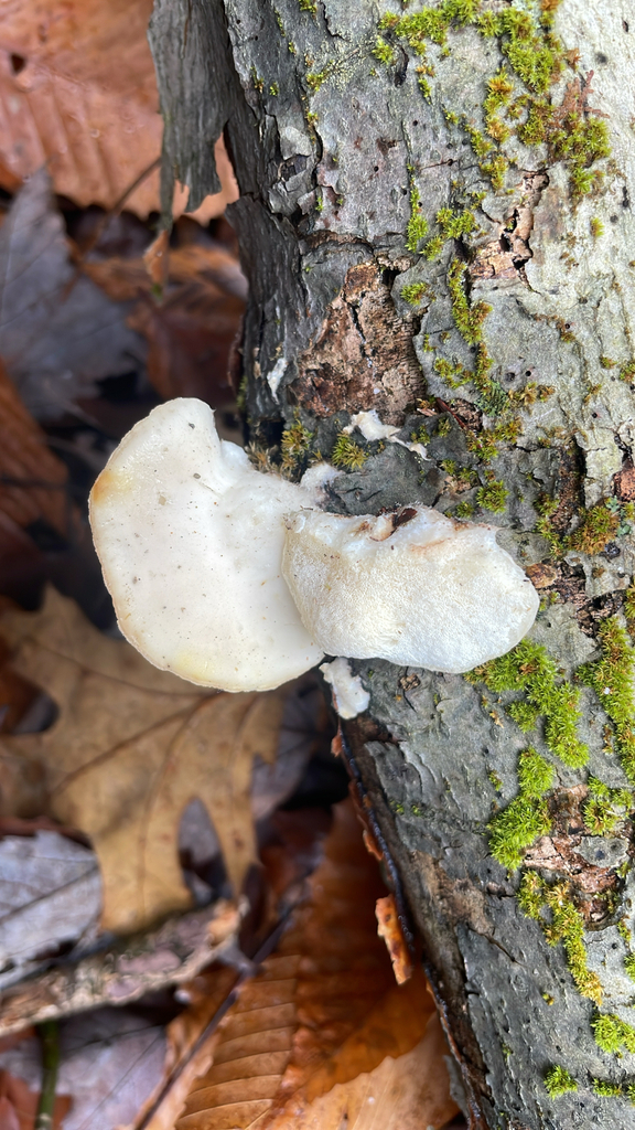 Tyromyces chioneus · November 2025 · photo: © mnerrie (iNaturalist, cc-by)
