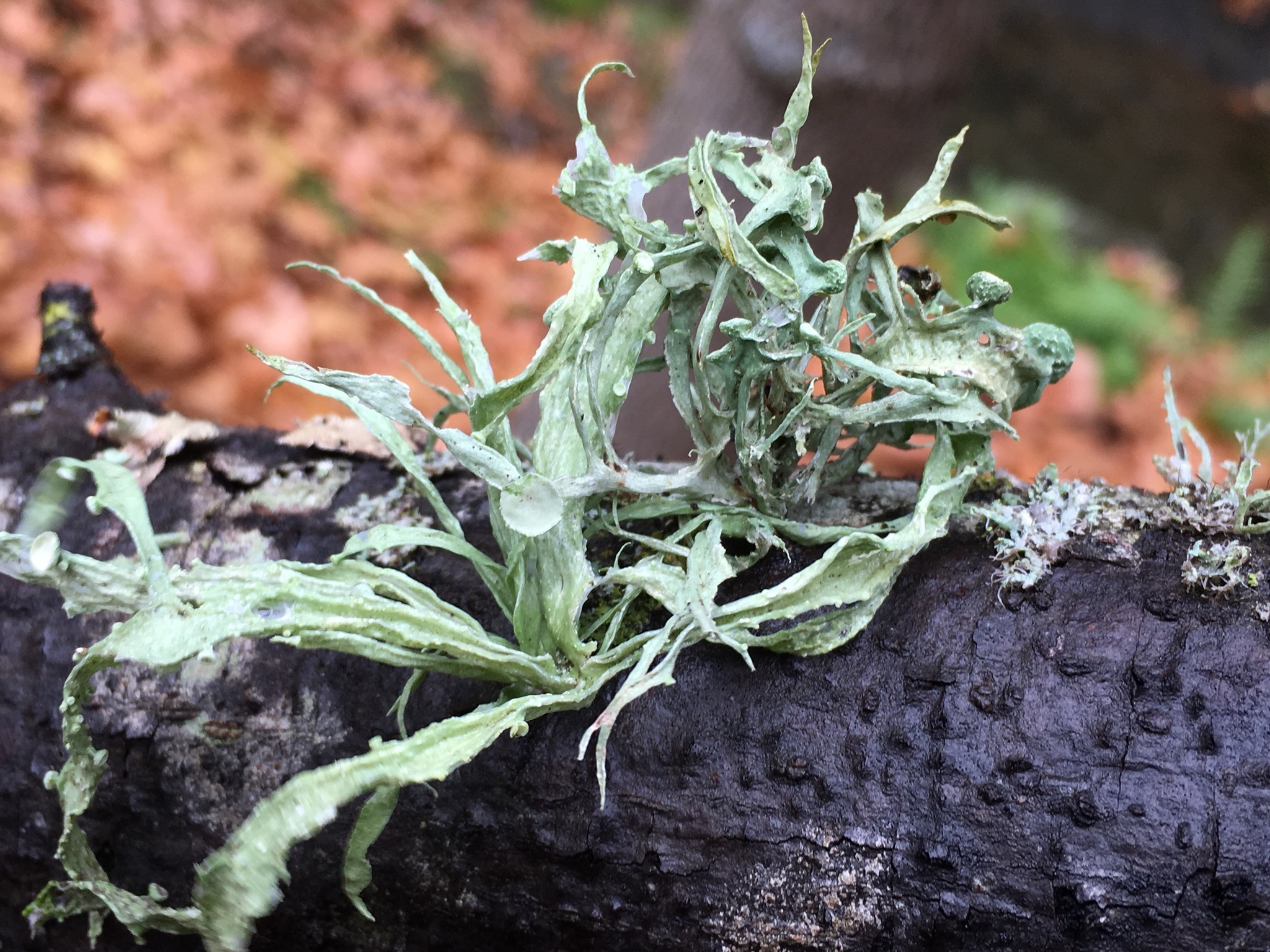 Ramalinaceae image