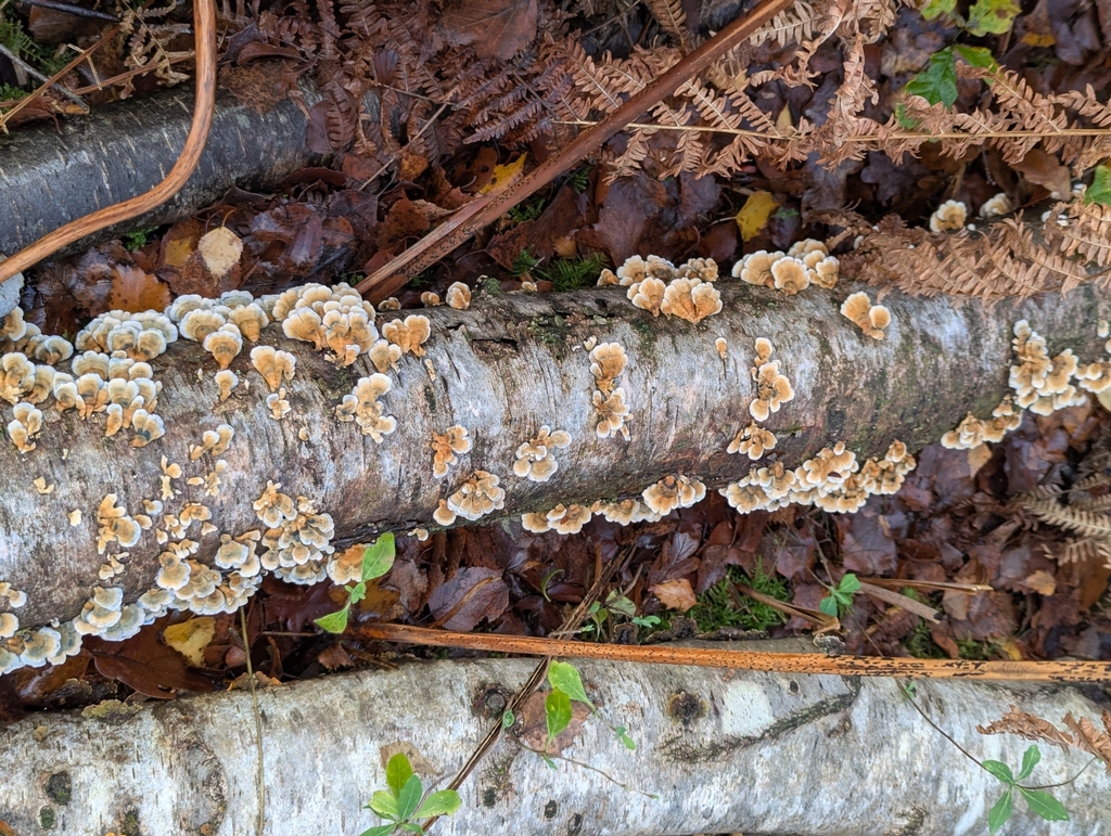 Plicatura crispa · November 2025 · photo: © pilmar (iNaturalist, cc0)