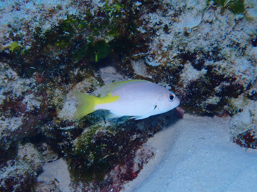 Black spot snapper (Lutjanus buccanella) — Lutjanidae