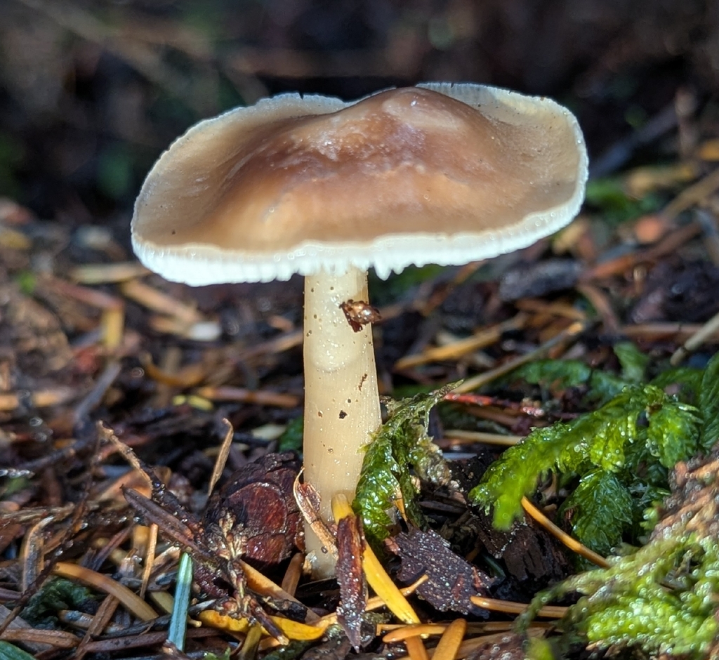 Rhodocollybia asema