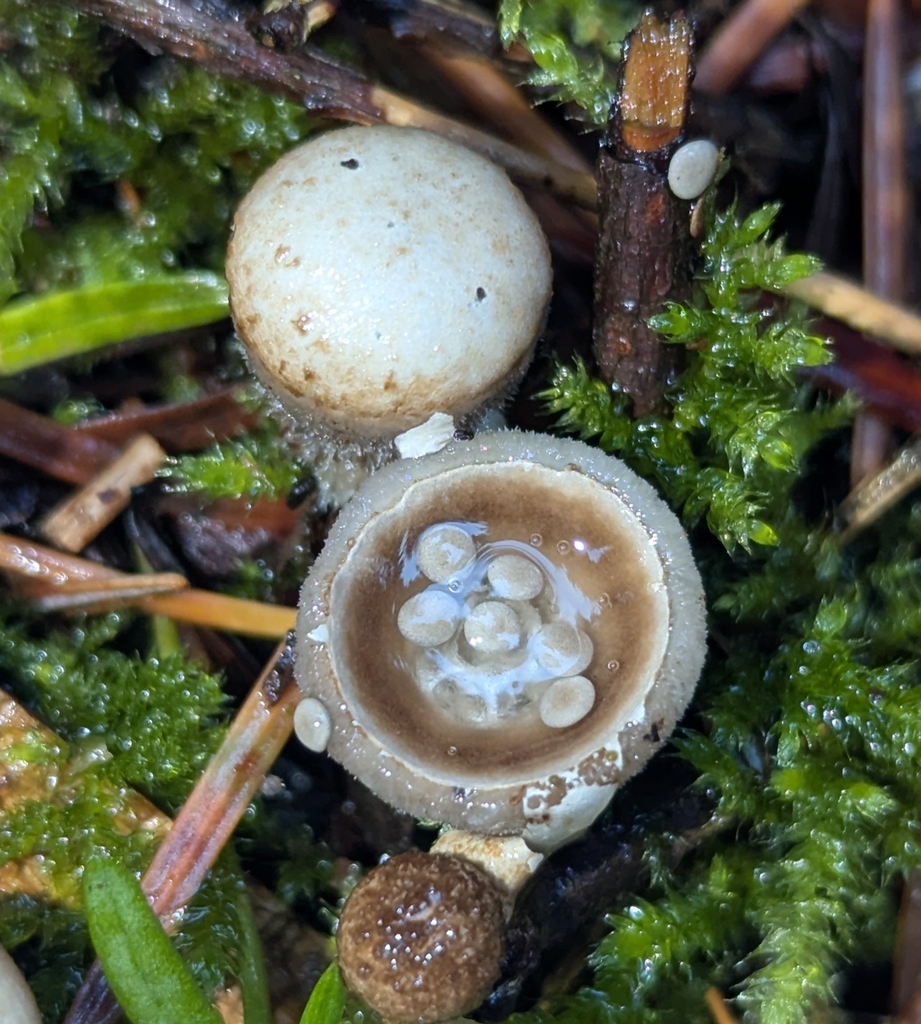 Nidula candida · November 2025 · photo: © benkeen (iNaturalist, cc0)