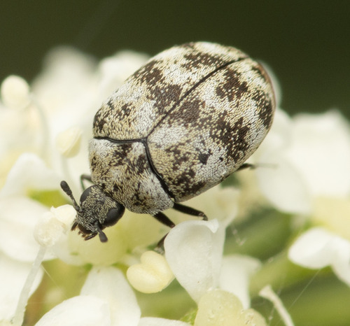 Varied Carpet Beetle, photo 9 of 10