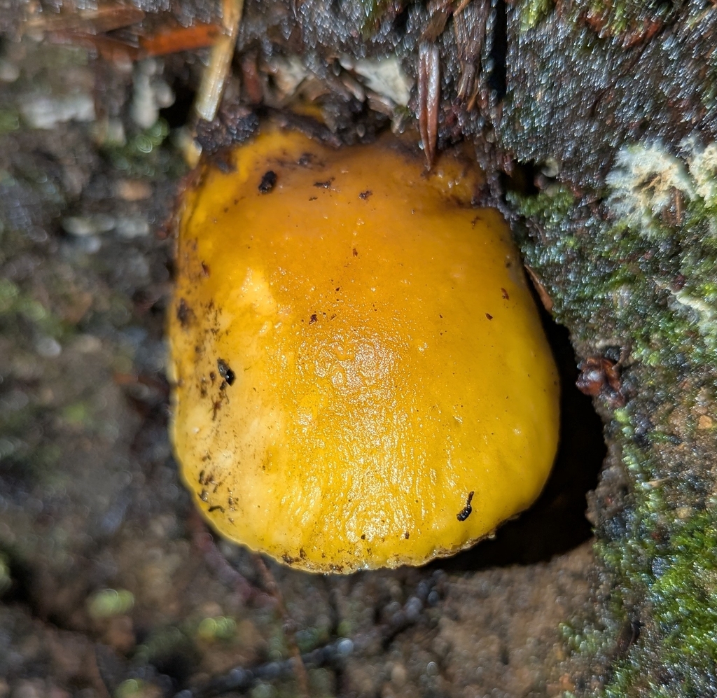 Cantharellus formosus · November 2025 · photo: © benkeen (iNaturalist, cc0)