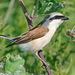 Red-backed Shrike - Photo (c) Игорь. Фадеев, some rights reserved (CC BY-NC), uploaded by Игорь. Фадеев