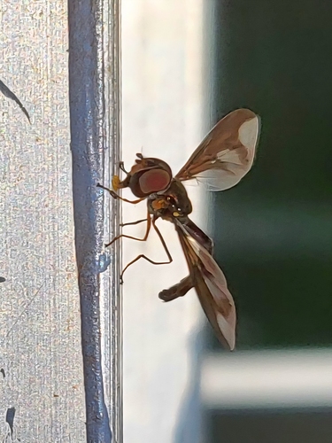 Unknown species found near Marion County, TN, USA