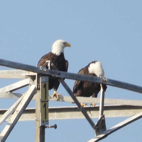 Bald Eagle photographed in Georgia