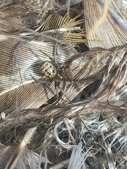 Enoplognatha intrepida