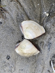 Meretrix lyrata