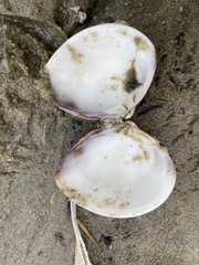 Meretrix lyrata