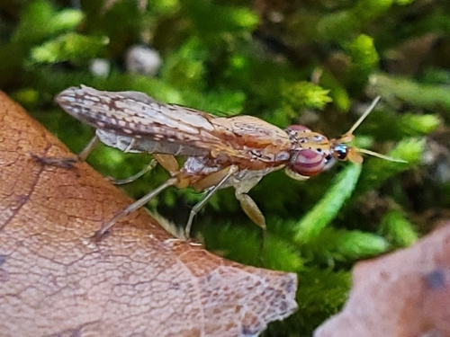 Unknown species found near Clinton, TN 37716, USA