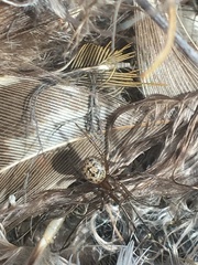 Enoplognatha intrepida