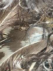 Enoplognatha intrepida