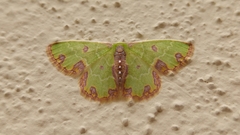 Synchlora xysteraria