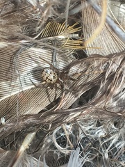 Enoplognatha intrepida