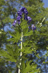 Aconitum fischeri