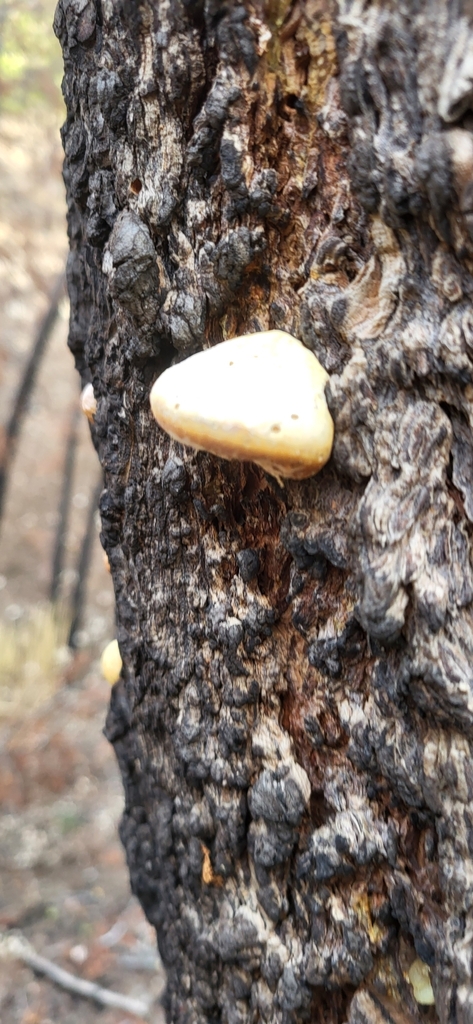 Cryptoporus volvatus · November 2025 · photo: © benmeredyk (iNaturalist, cc-by)