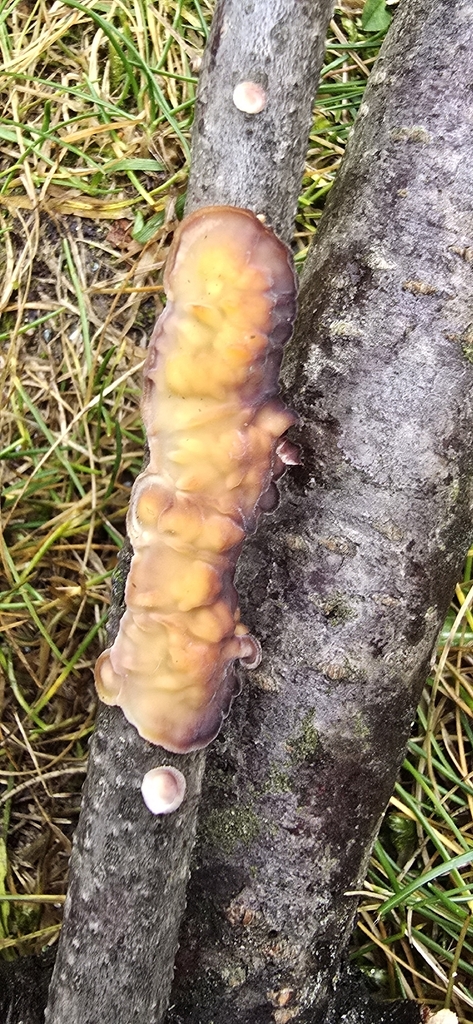 Cytidia stereoides · November 2025 · photo: © leannestacy (iNaturalist, cc0)