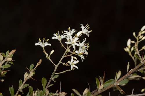 Bursaria spinosa (Bursaria spinosa)