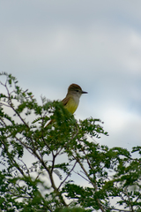 Myiarchus yucatanensis