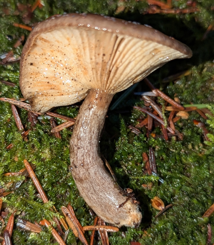 Lactarius glutigriseus