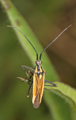 Leptopterna dolabrata