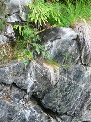 Conioselinum gmelinii