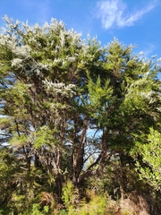 Kunzea serotina