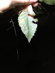 Planera aquatica