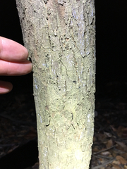 Planera aquatica